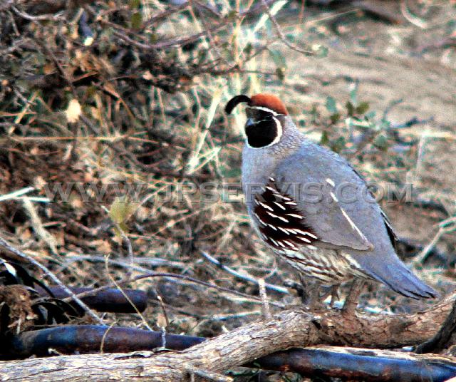 Gamble Quail.jpg